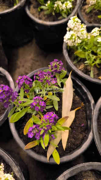 مينا + اليسيوم(شبكة)
متوفر داخل المشتل 

📍 زورونا في موقعنا:
مشتل الأوسكار – حي الحنانة – شارع نجف _ كوفة
(مقابل غرفة تجارة النجف و فريندز كافيه ومطعم شريف– مجاور متنزه الحنانة العائلي)

🕗 أوقات الدوام:
من 8:30 صباحاً إلى 8:00 مساءً

📞 للطلب والاستفسار:
*********** – ***********
(اتصال / واتساب / مراسلة عبر فيسبوك)
 متوفر دفع  زين  كاش ومتوفر ماستر  

🚗 يتوفر توصيل داخل النجف
موجودين في تطبيق توترز لبعض المواد الزراعية 

أهلاً وسهلاً بكم دائماً في مشتل الأوسكار 🌹🌹🌹
