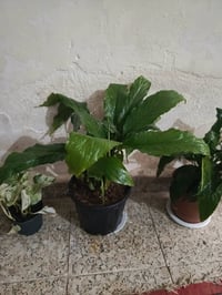 توصيل • جميع المحافظات • كركوك