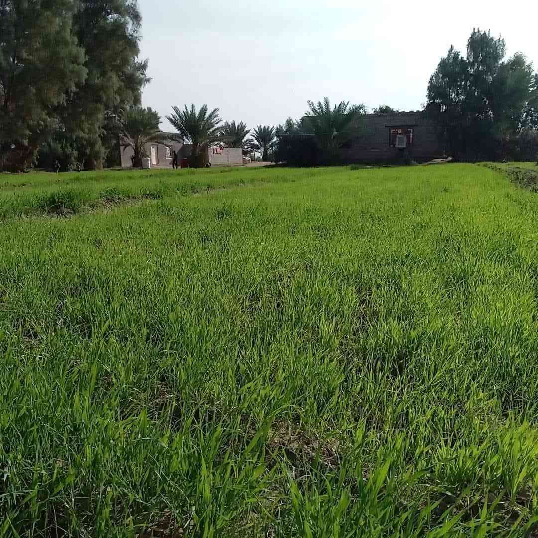 ارض زراعيه للبيع مساحتها 12 دونم ويوجد بها بيتين بناء حديث ويوجد فيها ماء في الصيف والشتاء للزراعه ويوجد بها أكثر من 50 نخله وماره بها اعمده الكهرباء وماء اسأله ومدرسه قريبه ومستوصف وأرض صالحه جدا للزراعه.
عنوانها :- بابل _الحمزه الغربي.
تبعد عن السريع الدولي مايقارب 5 كيلومتر وعن الشارع التبليط الفرعي مايقارب 400 متر. جميع التفاصيل الاخرئ يم صاحب الأرض أرقامه 👇
للاتصال :-***********
