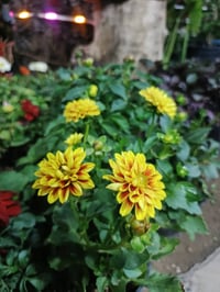 مشتل النورين • شارع الغطاس • توصيل صويره