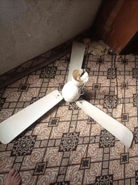 اندولا • شغاله • السعر خاص