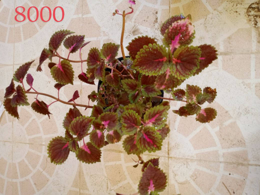 سلام عليكم ورحمة الله وبركاتة كل صورة مكتوب عليها سعر توصيل لجميع كركوك 2000


**إذا كنت صاحب هذا الإعلان وتريد حذفه لأي سبب، رجاءا أرسل رسالة إلى الدعم الفني**