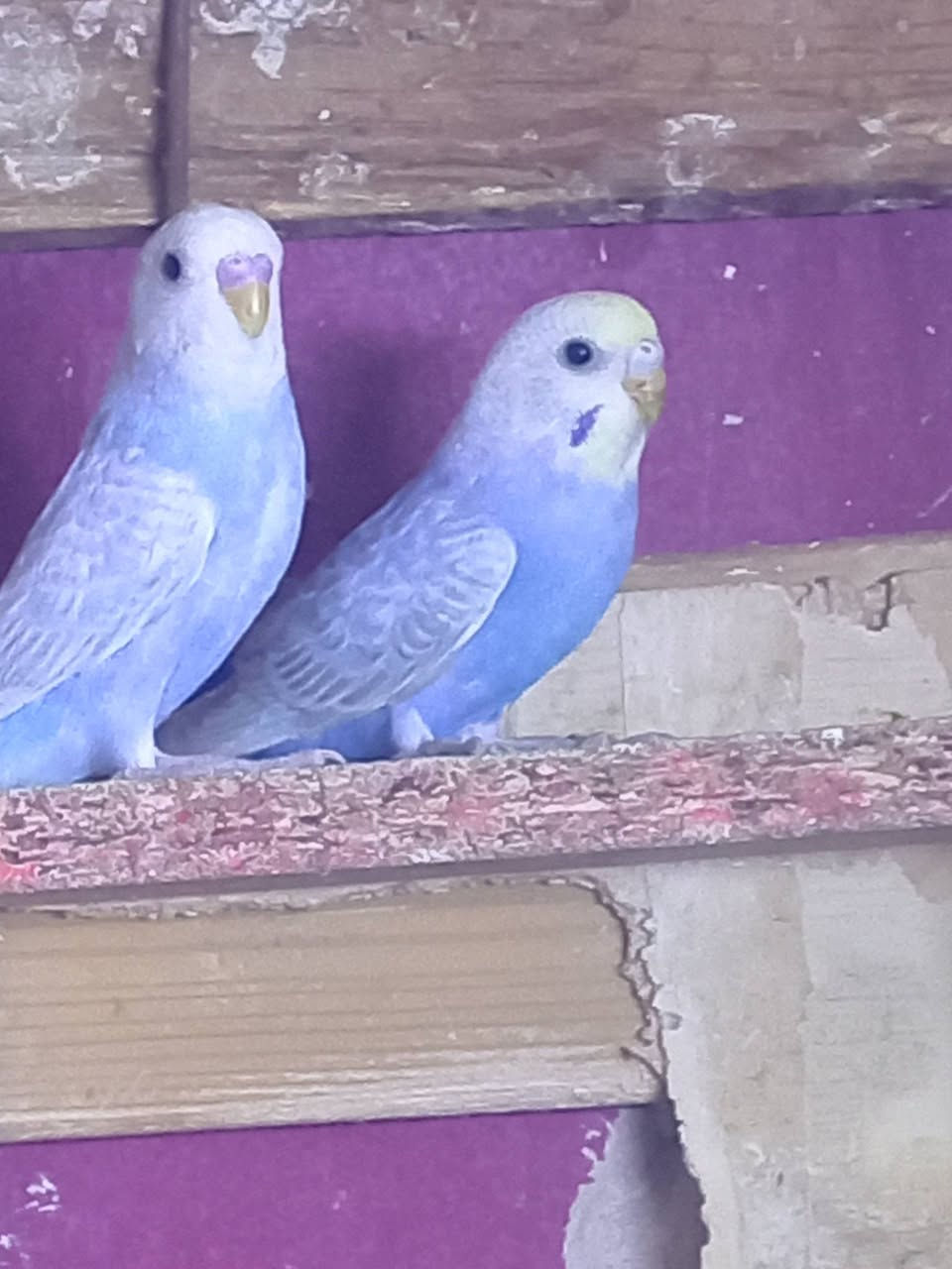 السلام عليكم.. طيور الحب رينبو سعرهن ٢٥ ولي مايشتري لا يراسل رجاءً


**إذا كنت صاحب هذا الإعلان وتريد حذفه لأي سبب، رجاءا أرسل رسالة إلى الدعم الفني**