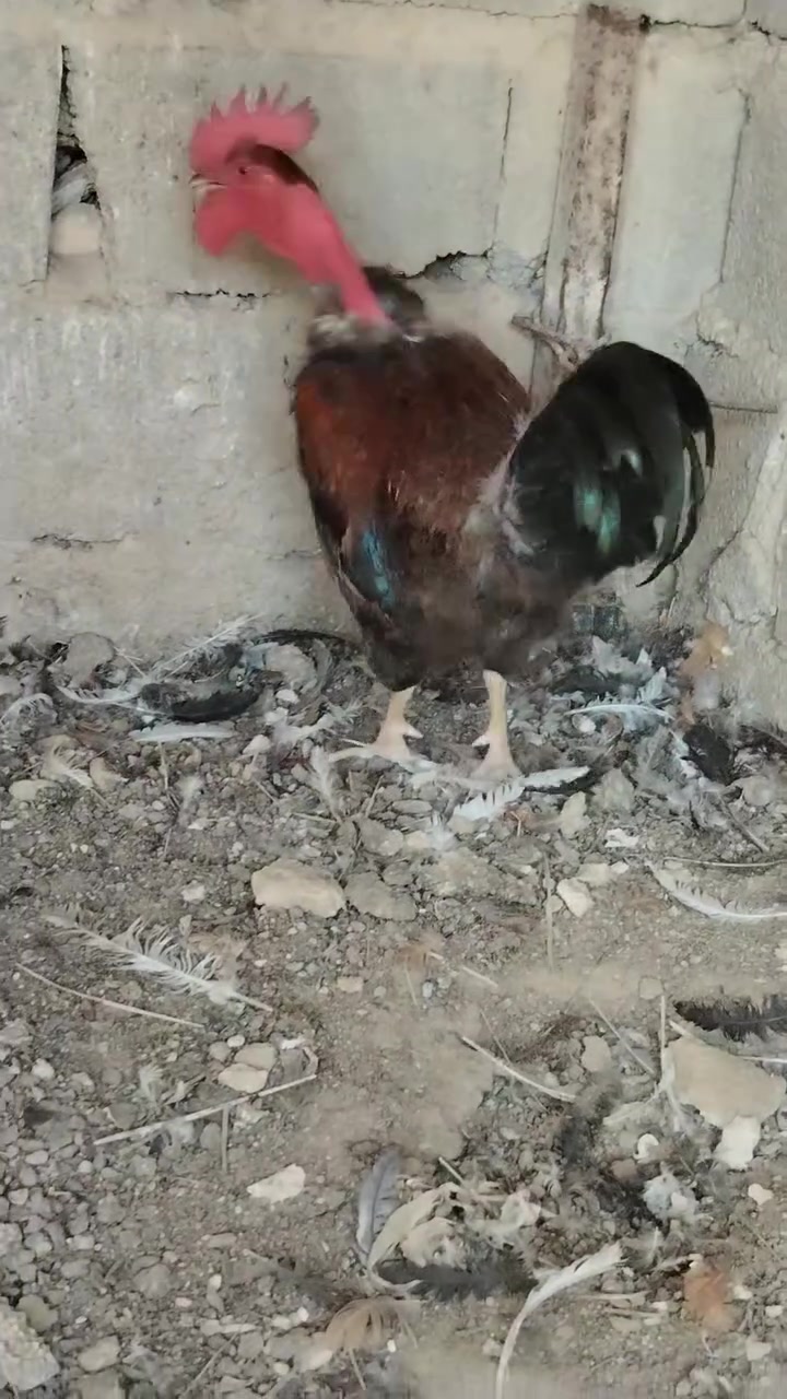 ديج ابو رگيبه خشن وسمين ب١٥ نهايته


**إذا كنت صاحب هذا الإعلان وتريد حذفه لأي سبب، رجاءا أرسل رسالة إلى الدعم الفني**