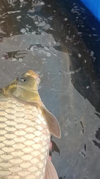 سمك عراقي • بحيراتنا • سنتر جومان