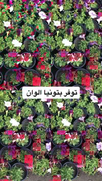 ورد ونباتات • مشتل ابو علي الفراجي • سلمان باك