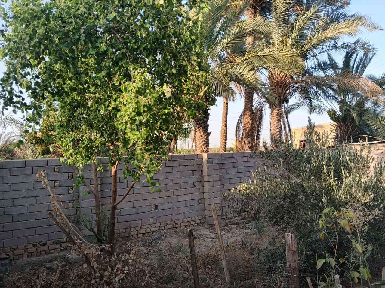السلام عليكم بيت للبيع مساحه 600 متر من ظمنه قطعه و20 نخله ع شارع العام منطقة الخليليه مجاور مدرسة الفارس الاستفسار عن هذا رقم ***********

