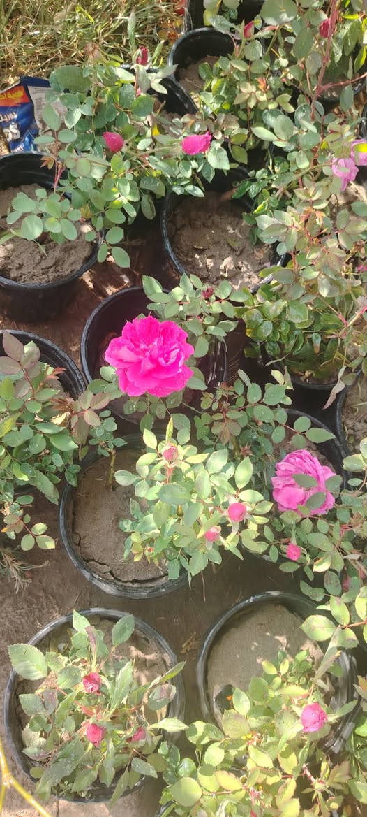 السلام عليكم يتوفر لدينا انواع الشتل الورد الجوري والورد الجهنمي والورد الياسمين وانواع المتسلق والورد الراسقي والورد شوك البحر انواع اشجار الفاكه عنوان المشتل واسط قضاء الاحرار الحسينيه بصف موكب المختار صف علوان ابو دهن مقابل عباس ناصريه


**إذا كنت صاحب هذا الإعلان وتريد حذفه لأي سبب، رجاءا أرسل رسالة إلى الدعم الفني**