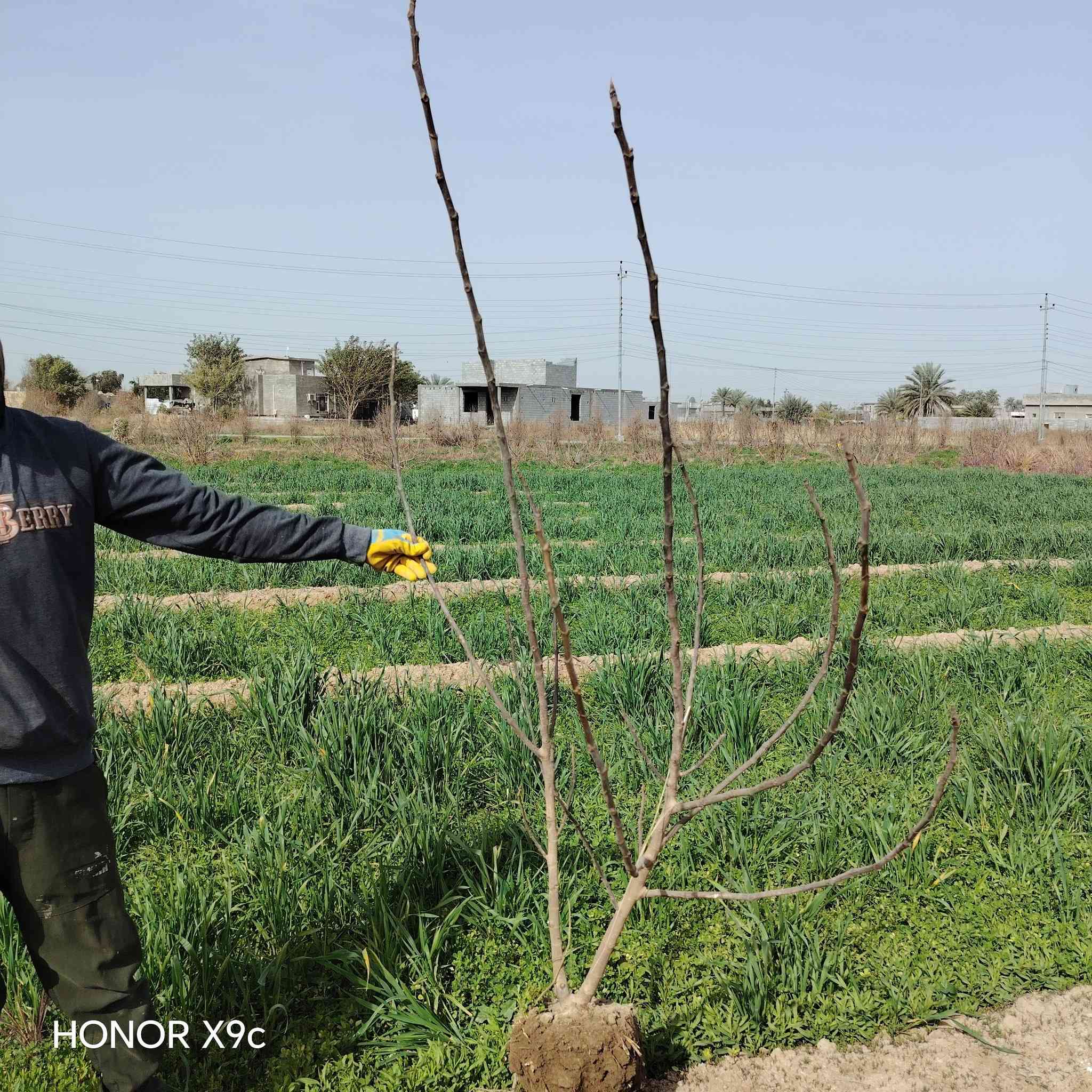 يتوفر لدينا اجود انواع فاكهة الحمضيات والنفضيات.
جميع الشتلات مطعم ومكفول واحجام مختلفه او اكثر.
ملائمة أجوائنا ذو إنتاج وفير. بيع جمله ومفرد.
للحجز والاستفسار الاتصال على الرقم *********** جاسم الخليفاوي العنوان الخالديه شارع العام مقابل بلديه الخالديه
