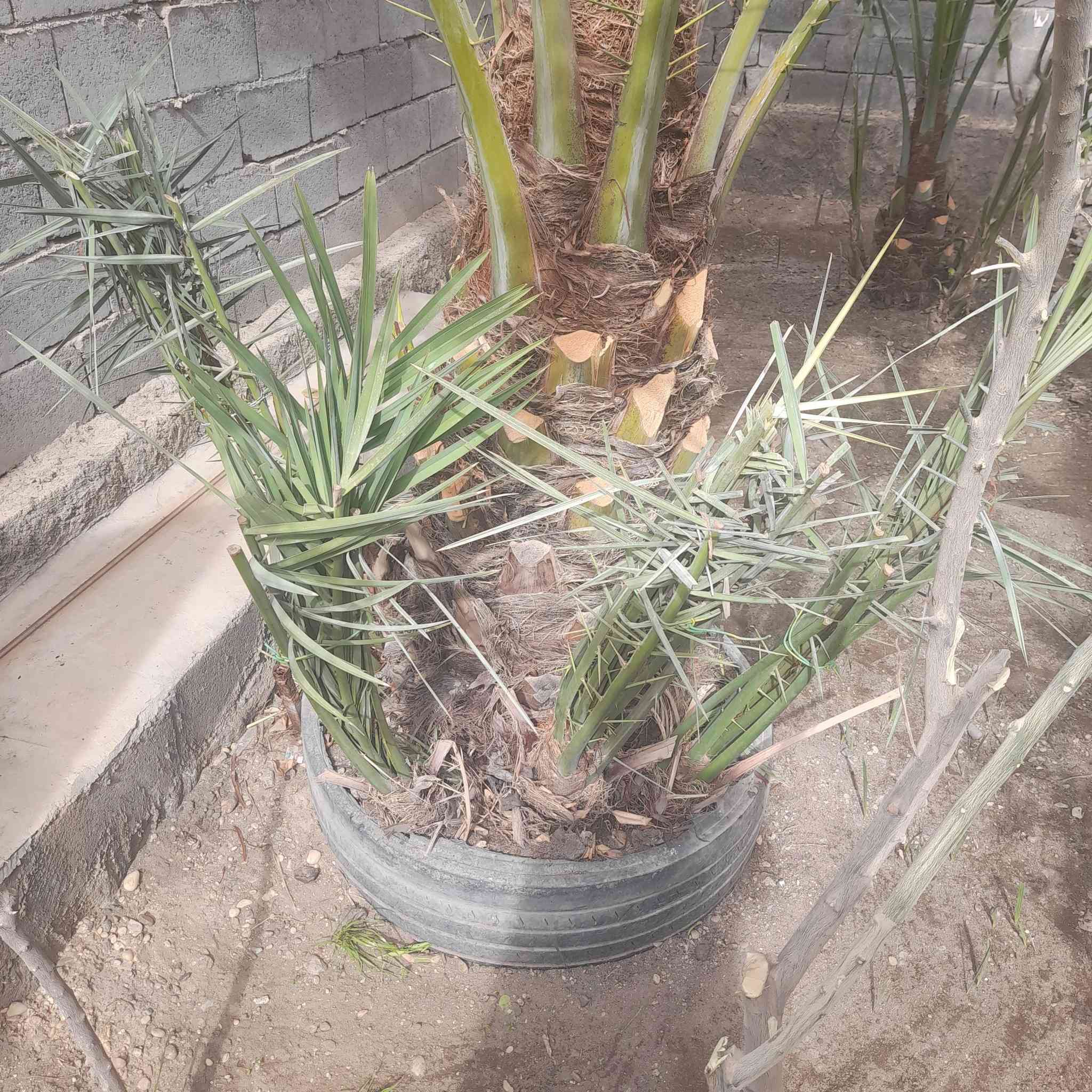 يوجد نخلات للبيع
صنف معموري


**إذا كنت صاحب هذا الإعلان وتريد حذفه لأي سبب، رجاءا أرسل رسالة إلى الدعم الفني**