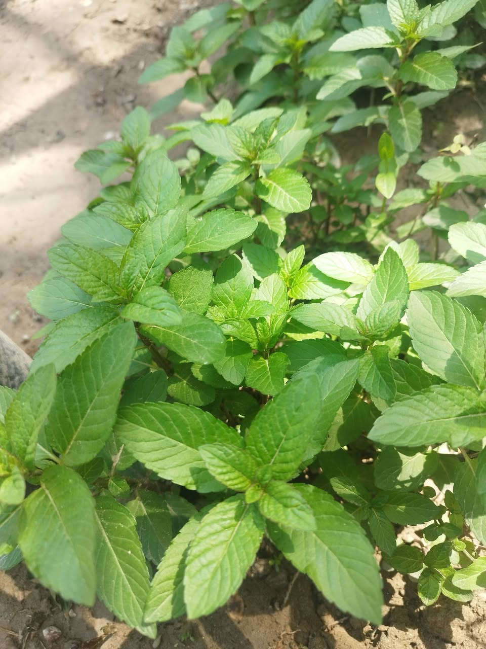 سلام عليكم 

متوفر أنواع الورد الدائمي الضلي و الشمسي 

مكاني الخالص حي الزهراء 

توصيل داخل الخالص للحجز :

***********
واتساب
