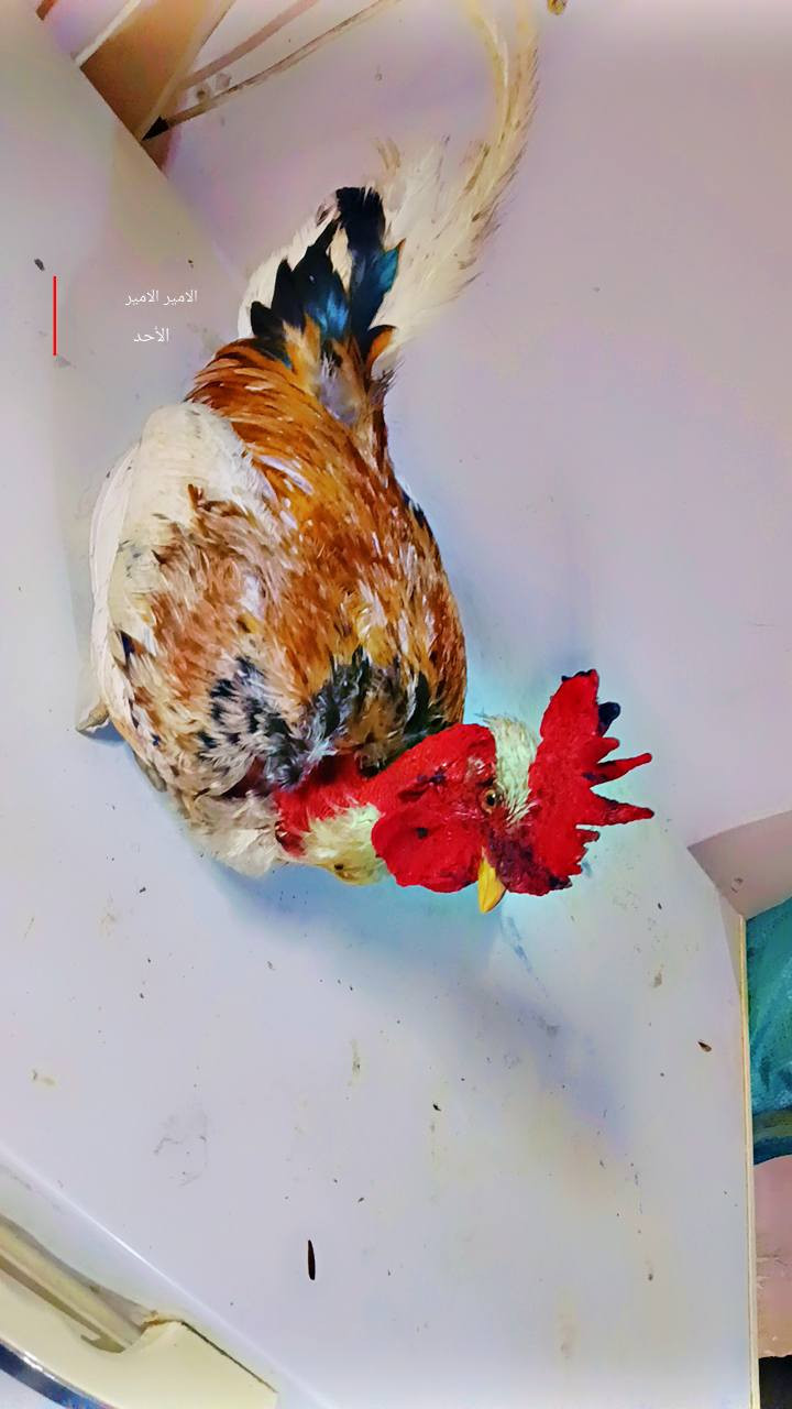 متاح ديك ابو ركيبه بارسلان شرط النصاحه السعر 20 الشراي يتصل ***********
