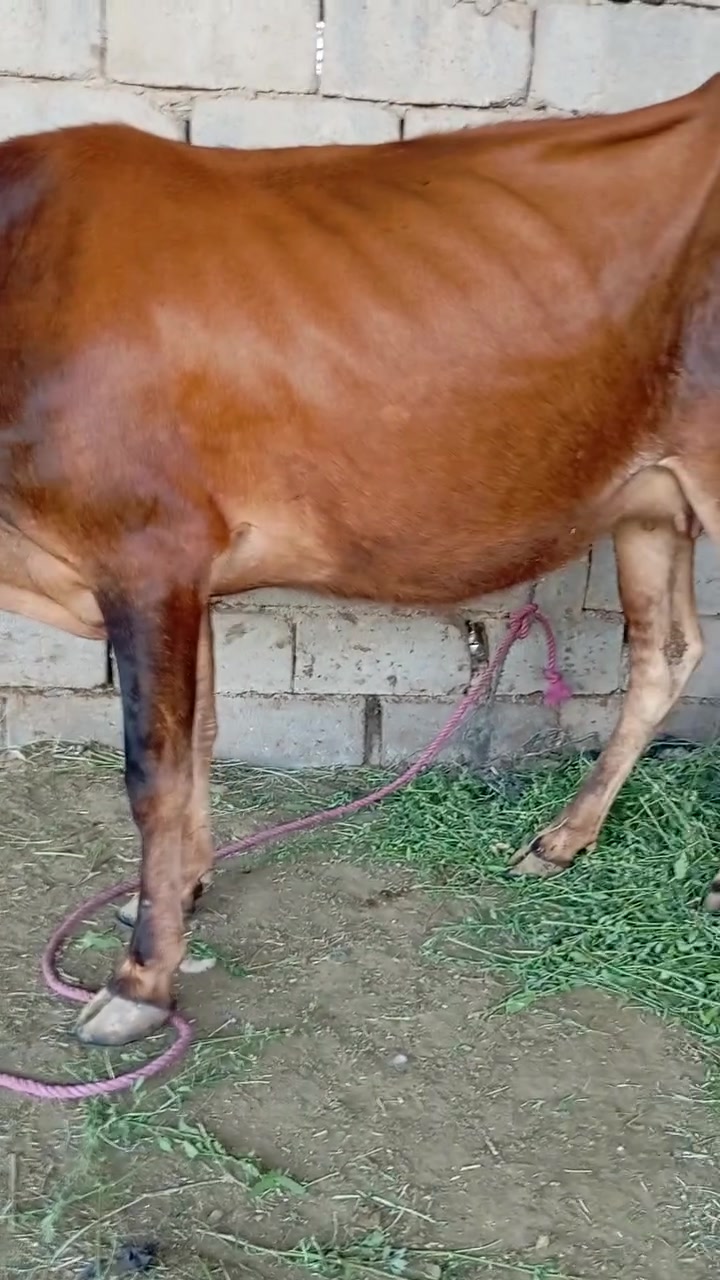 بجر اول بطن البيع بسعر مناسب جداً الشراي ويوجد خدمت توصيل كل محافظات وحسب تفاق بابل الشوملي شرط صحوه @إشارة 
***********
