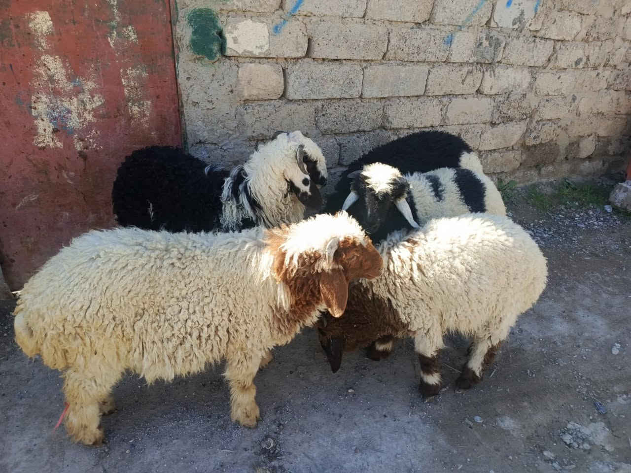 يوجد طليان العدد5شرط نصاحا بيجي حي العصري رقم 📱 الهاتف


**إذا كنت صاحب هذا الإعلان وتريد حذفه لأي سبب، رجاءا أرسل رسالة إلى الدعم الفني**