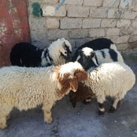 طليان • عدد ٥ • الحي العصري