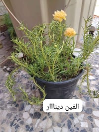 السندانه • حجم كبير • توصيل النجف