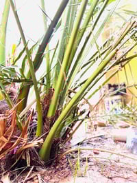 برحي حر • ٢ فصائل • العزيزية واسط