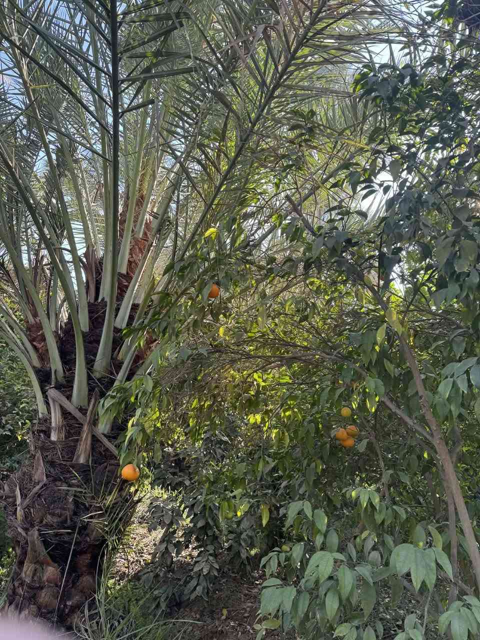 خوان نص دونم شاطئ مقبيله ست دوانم طابو ملك صرف في منطقت الرشدية للبيع تبعد عن ناحيه الراشديه 5دقايق ***********
