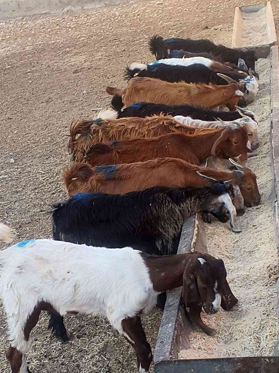 يوجد جدايه و صخلات مال جنيه شرط نصاحه العدد 12 سعر الوحد 140الف المكان بيجي الحي العصري رقم الهاتف ***********.   ***********
