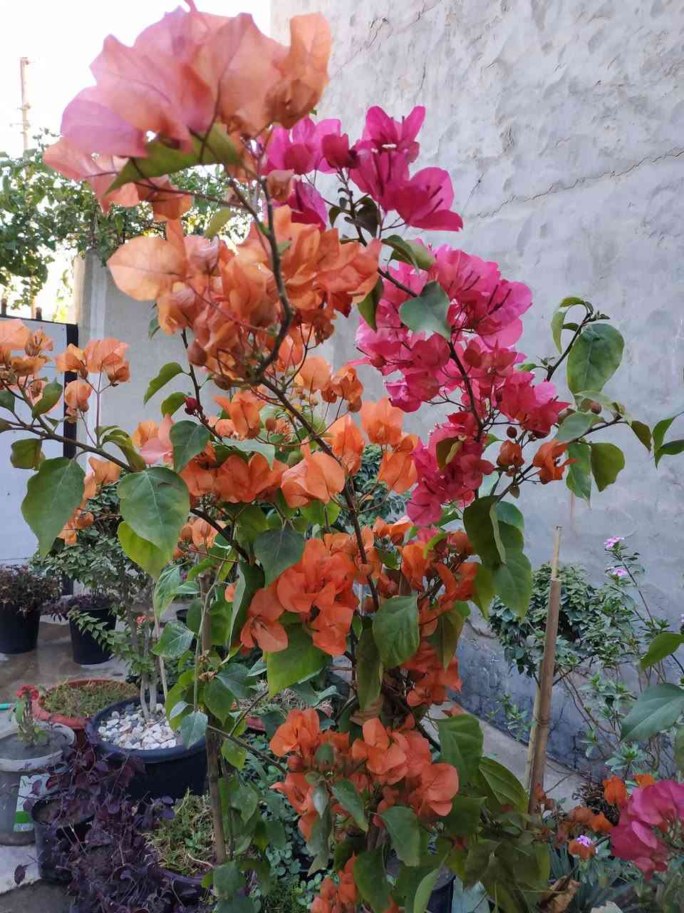 يتوفر شتلات حلوات وخشنات بأسعار مناسبة...
جهنمي لون وردي ولون حني ولون ابيض،،  دمعة طفل، انتران، دم العاشق، لفيرا، جلد النمر، كرن الغزال، عين البزون لون ابيض وردي، العنوان ابي غرق مقابل البلدية عبر البزل خلف الحسينية أو خلف المولده للتواصل ***********
