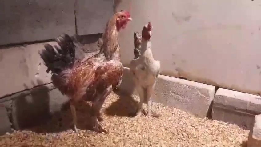 متاح ديوجة زينة عمر ٧اشهر عنوان بصرة شط العرب تنومه شراي يتفضل خاص


**إذا كنت صاحب هذا الإعلان وتريد حذفه لأي سبب، رجاءا أرسل رسالة إلى الدعم الفني**