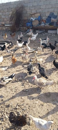 للبيع بط مصري..  07503046259