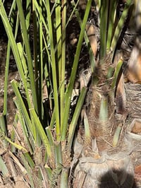 يوجد لدينا فسيل خضراوي واشرسي ومكتوم للبيع الاتصال ع الرقم 07704330535