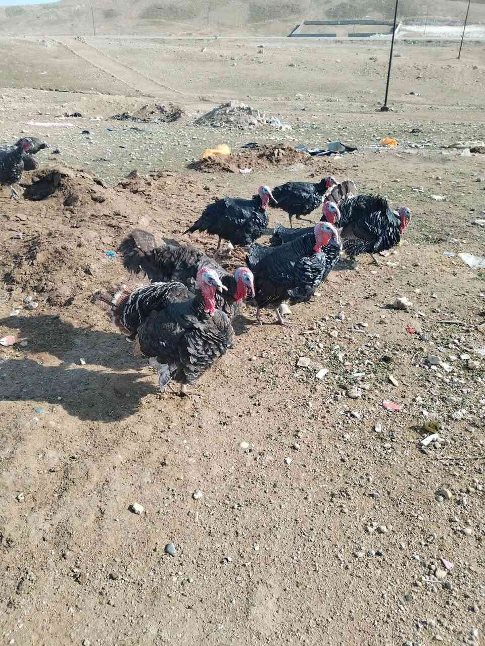 فحولة للبيع عداد/ ٥/ استفسار خاص او رقم ***********
***********
