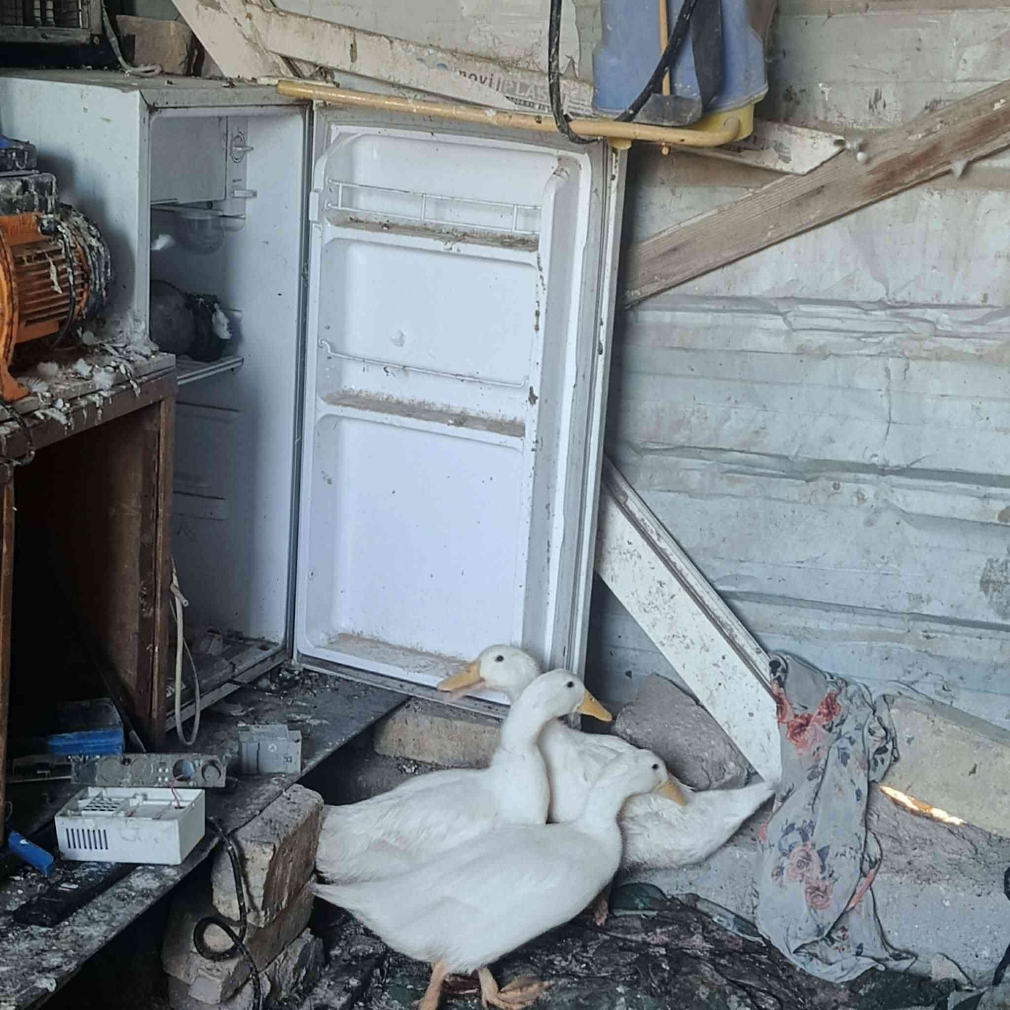 لللبيع فسيفسه 
دجاجات كوجيات زينه عدد ٣ نثايه
بششوش عدد ٣
دجاج زوج معلبه عدد ٢
بسعر مناسب


**إذا كنت صاحب هذا الإعلان وتريد حذفه لأي سبب، رجاءا أرسل رسالة إلى الدعم الفني**