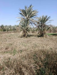 للبيع ٤٠٠ متر سند ٢٥ تحويل مباشر بسم المشتري بغداد الراشدية قرية العرا...