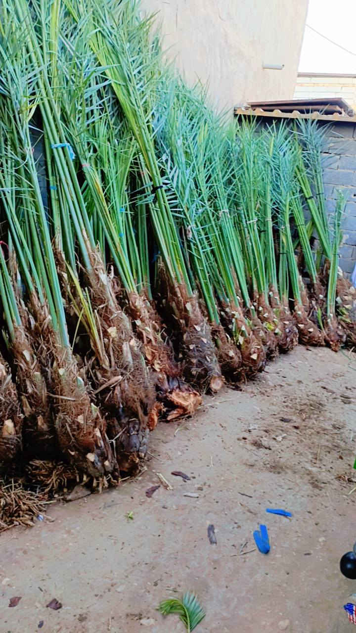 سلام عليكم يوجد الدينا انواع النخيل برحي مكتوم جبجاب كرنفلي بريم ونواع النخيل مكان كربلاء رقم الهاتف ***********
