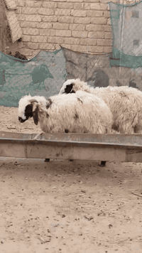 زوج خرفان للبيع شراي يتصل ***********. ***********
