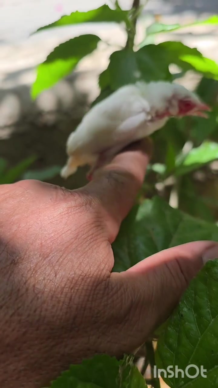 مساكم الله بالخير
البينو بيور عراقي


**إذا كنت صاحب هذا الإعلان وتريد حذفه لأي سبب، رجاءا أرسل رسالة إلى الدعم الفني**