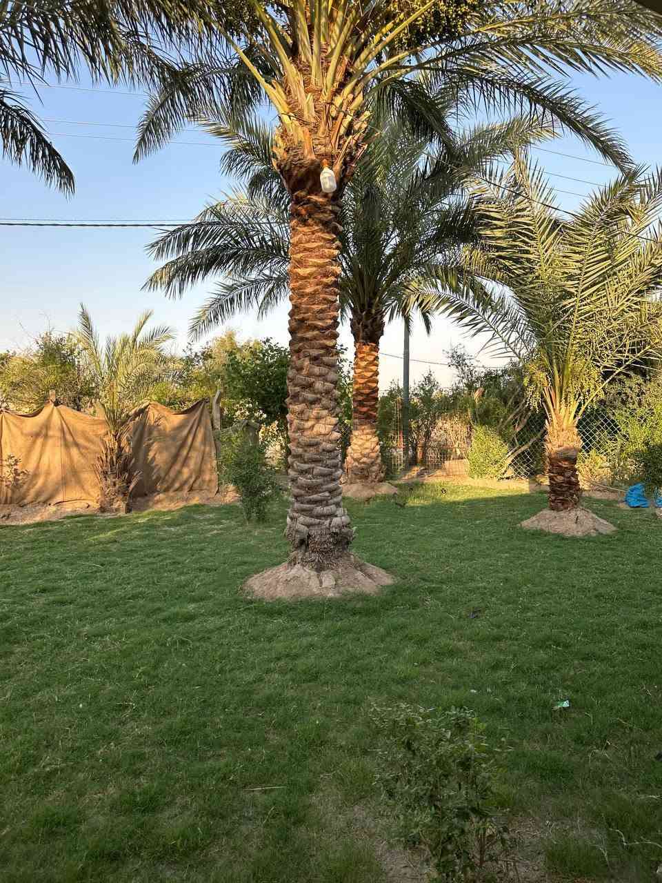 للبيع 2دار بناء جديد مع مساحه الارض 2دونم ونص واجهيه شارع سايدين الكفل مفرق للاستفسار الاتصال ***********,,,,,,,,,,,*********** معه كافة الخدمات من ماء او برج انترنيت او مولده او كهرباء خطين او خط مولده
