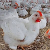 دجاج • دجاج مقطع • دجاج كامل • صدر دجاج • اجنحة دجاج • افخاذ دجاج • ار...