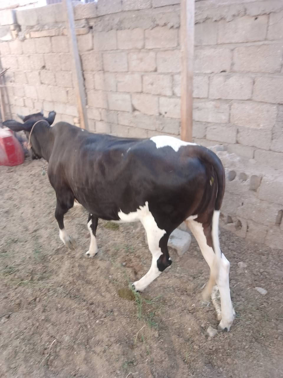 بجر للبيع ***********
