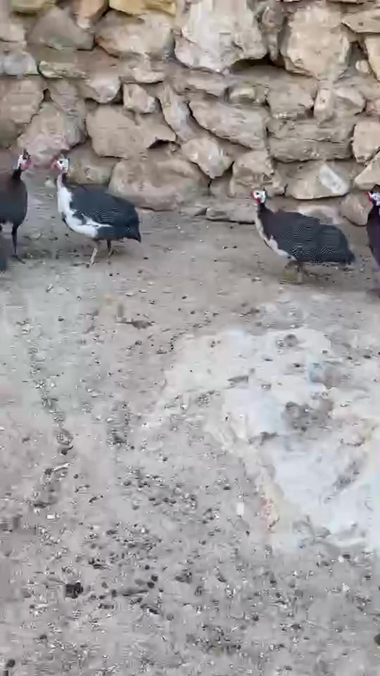 قبج للبيع 
لي يريدها يتفضل خاص 
٤ نثايات وذكر ١ 
عدد ٥


**إذا كنت صاحب هذا الإعلان وتريد حذفه لأي سبب، رجاءا أرسل رسالة إلى الدعم الفني**