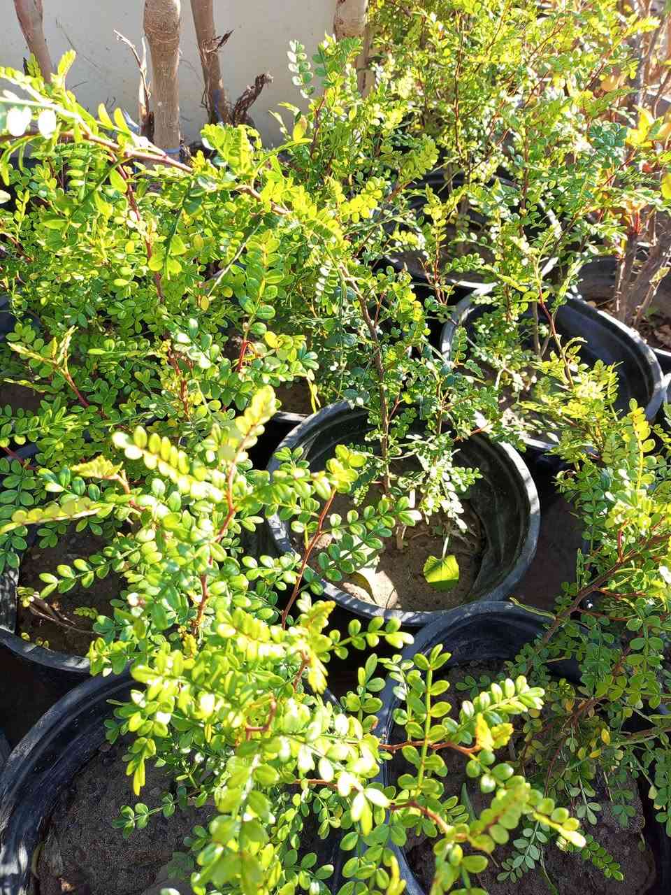 اللهم صلى على محمد وال محمد 
                          مشتل الجمعيه 
توفرت مجموعة من النباتات الخارجية
جوري عراقي 2000
بيبي روز 2000
عفص تركي 2000
شوكه اصفر 3000
بخور 3000
اكاسيا مصري إرتفاع 4مت10.000
تكي كندي مطعم ارتفاع 3متر  8000
 لالنكي صيني 10.000
فكس خشن 2000
كارزيه 1000
ياسمين اصفر متسلق5000
جهنمي شجيري كثيف 5000
جهنمي متسلق 3000
ياس عراقي كثيف 3000
كاكي طماطه...موزي....كعكي 10.000
دفله 1250
الدجيل الجمعيه خلف الدفاع المدني 
للاستفسار والحجز مازنجر واتساب ***********
توجد لدينا خدمه توصيل داخل الدجيل💯💯💯💯
