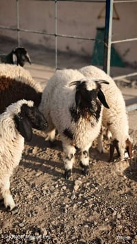 خرفان • دجاج • أربيل طريق كركوك