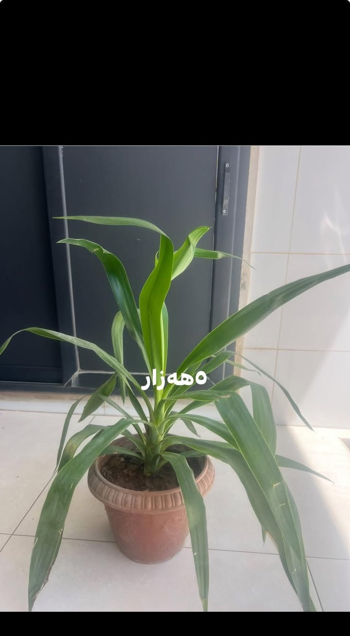 شوین هەولیر


**إذا كنت صاحب هذا الإعلان وتريد حذفه لأي سبب، رجاءا أرسل رسالة إلى الدعم الفني**