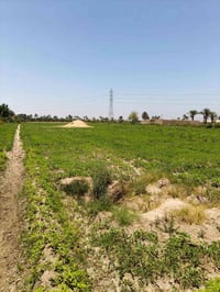 ٤فدان • المنيا • قلب القري