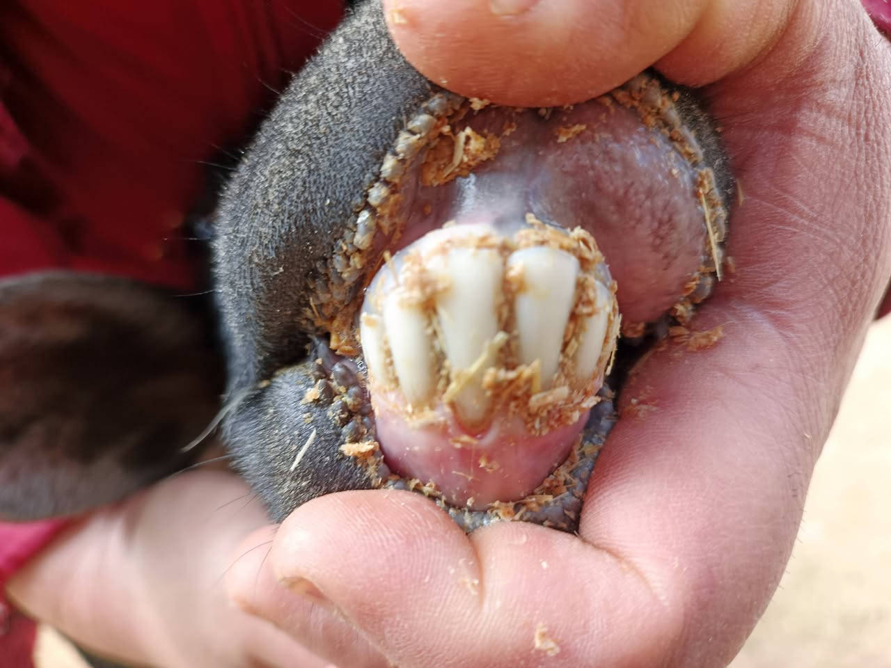 يوجد مطافيل ثنين امهات توام وراهن طليان 4 فول لفول فاخره مال جينه شرط نصاحه مكفولات سعر 650 الف لمطفل لواحد المكان بيجي حي العصري رقم الهاتف،  ***********
***********
