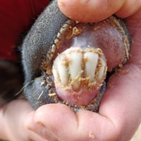 مطافيل • امهات توام • بيجي حي العصري