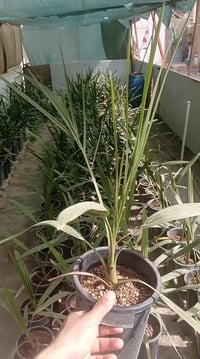 فسائل برحي • فسائل نسيجي • ديوانية عفج