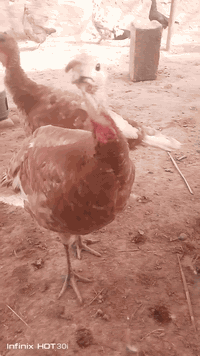 3ثنين نثايه واحد فحل سعر الكل 125 عمرهن 6 اشهر مكاني تاجي قرب العلوة  ...