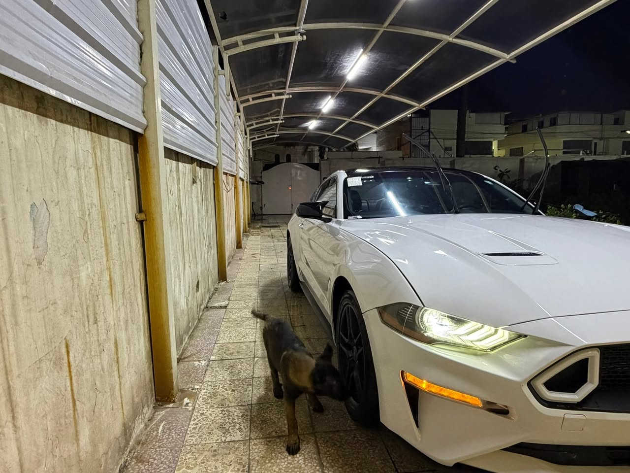 ‎**المواصفات :** بيع او مراوس ب gt حتلو موديل قديم بس اهم شي نضيفة
‎- **الموديل:** 2018

‎- **المحرك:** 2.3 لتر EcoBoost تيربو 4 سلندر

‎- **القوة:** 310 حصان

‎- **ناقل الحركة:** أوتوماتيك 10 سرعات

‎- **الدفع:** خلفي (RWD)

‎**المواصفات الخارجية:**

‎- اللون: أبيض 

‎- جنوط سوداء رياضية

‎- كشافات LED

‎- فتحات تهوية على الكبوت

‎- سبويلر خلفي

‎- حالة الهيكل: ممتازة

‎الضرر : تبديل بنيد 

‎تبديل جامرلغ امامي جهة السايق

‎بخ امريكا ربع جامرلغ خلفي جهة السكن فقط

‎ايرباك استيرن طاك مرجع سستم

‎**المميزات الداخلية:**

‎- مقاعد رياضية مريحة

‎- نظام ترفيه SYNC 3 مع شاشة لمس

‎- تكييف أوتوماتيك

‎- مقود رياضي متعدد الوظائف

‎- نظام صوتي عالي الجودة

- Apple CarPlay و Android Auto

‎- **🐎 علامة الحصان الأصلية عند فتح الأبواب**

‎**الأمان والتقنية:**

‎- وسائد هوائية متعددة

‎- نظام الثبات الإلكتروني

‎- مثبت سرعة

‎- كاميرا خلفية

‎- حساسات ركن

‎**✨ مميزات خاصة:**

‎- **ماكو هيجي نظافة بالعراق بهذا الموديل**

‎- **سيارة ما رايحة للفيتر - كلها بلادي**

‎- **صيانة منتظمة ودقيقة**

‎- **كير ومحرك مكفولين 100%**

‎- **ما ناقصها أي شي - جاهزة للاستخدام**

‎- **بدون حوادث - حالة ممتازة**

‎**الكيلومترات:** [67 Mile]

‎

مكان السيارة: بغداد المنصور

للاستفسار/ ***********

‎**🔥 فرصة لا تعوض - سيارة نظيفة وجاهزة**

‎بالتوفيق! 🚗✨
