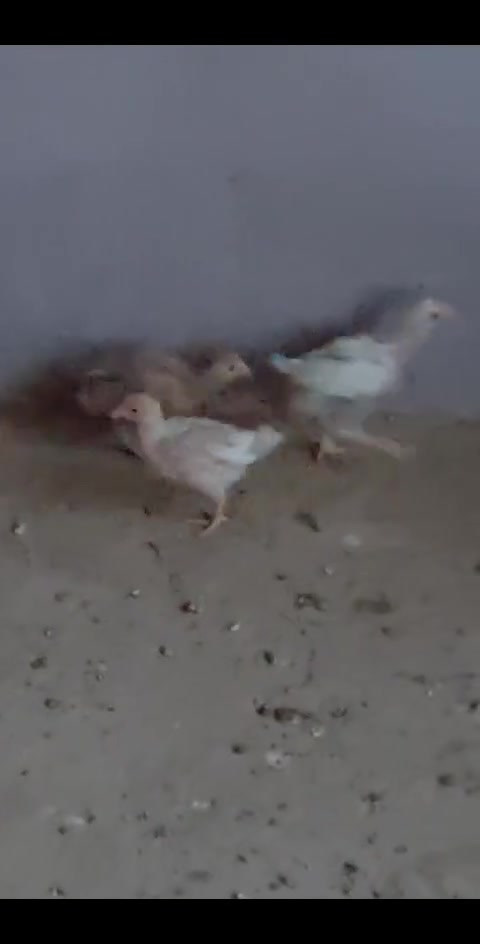 فراريج عرب اصلي العمر شهرين 
عنوان ناحية يثرب
متوفر توصيل مجانآ
استفسار خاص


**إذا كنت صاحب هذا الإعلان وتريد حذفه لأي سبب، رجاءا أرسل رسالة إلى الدعم الفني**
