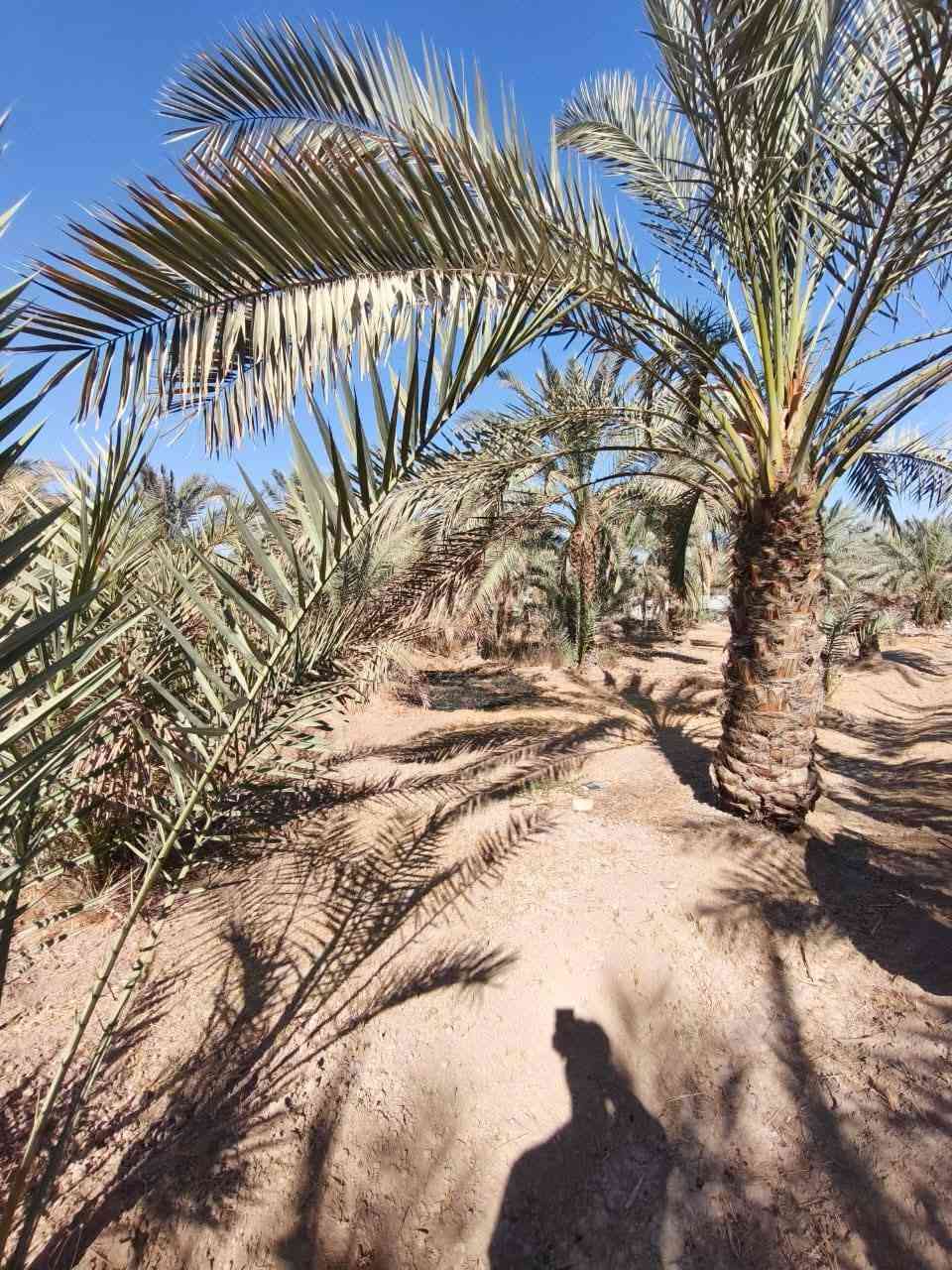 بيع متوازي نص دونم مع بيت
في منطقة كربلاء عامود125
طريق بغداد كربلاء سايد الدخول
 سند25 طابو زراعي  باسمي
مساحة100مربع غرفتين نوم وصالة واستقبال
وطارمه بناء حديث طابوق
السعر100 قابل لتفاوض ويرهم قسط
اتصال  ‎+964 772 461 7382
‎+964 782 602 9144
غير متواجد على الفيس
ملاحظه انه ابو الدونم دلال ولاشي لحد يغ@@شكم تجي مني تاخذه 
اخوكم ابو ريحانه المياحي تحياتي
