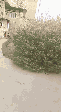 طابو ملك صرف • ٢٥٠م • شارع ٢٥م