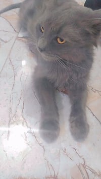 ذكر • شيرازيه • ٨ أشهر